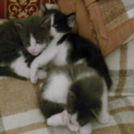 mes petits chatons